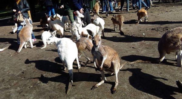 Caversham Wildlife Park