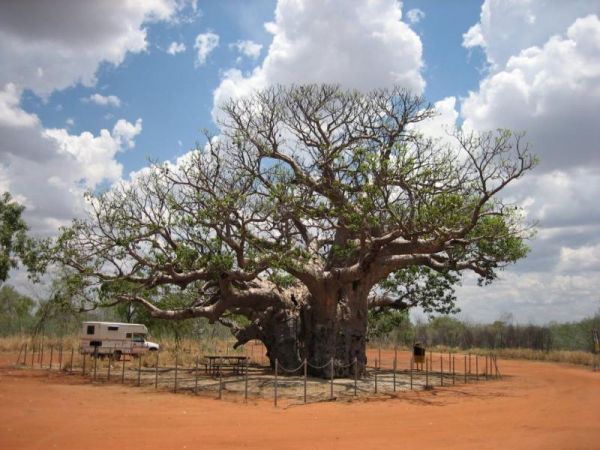 The Boab Rest Area