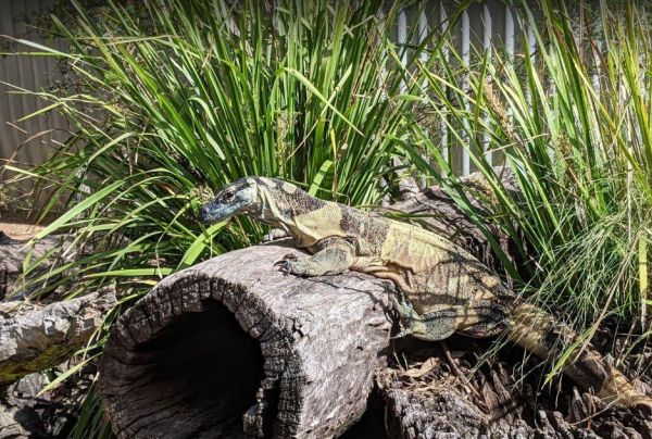 Lone Pine Koala Sanctuary