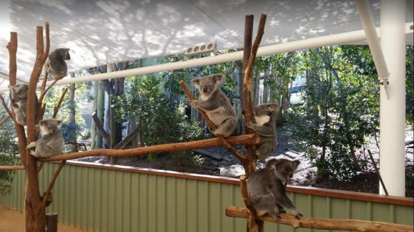 Lone Pine Koala Sanctuary