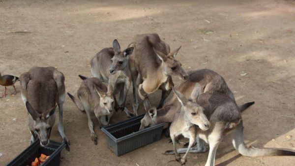 Billabong Sanctuary