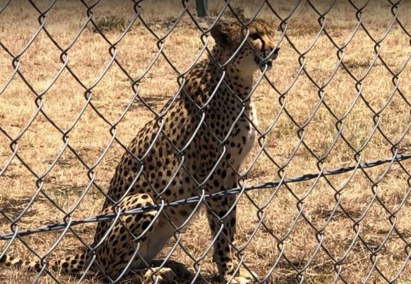 Darling Downs Zoo