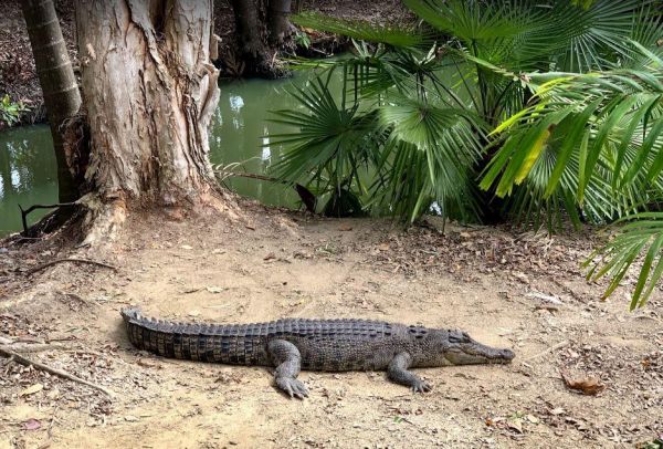 Wildlife Habitat Port Douglas