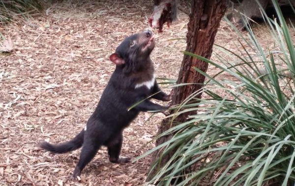 Bonorong Wildlife Sanctuary