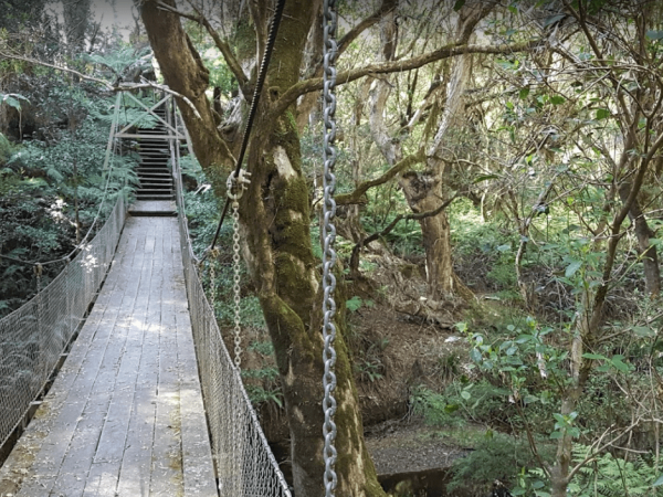 McKenzie River Rainforest Walk