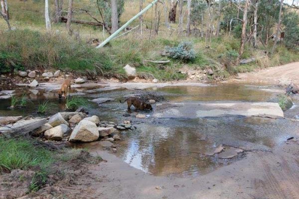 Blue Range Creek Camping Area