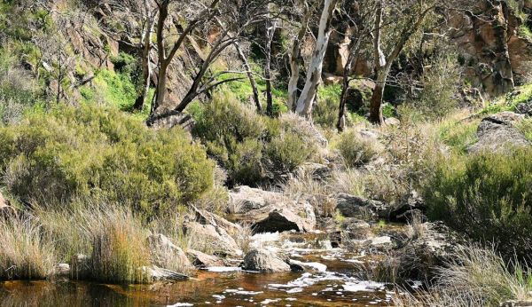 Saunders Gorge Sanctuary