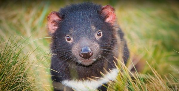 Tasmanian Devil Sanctuary