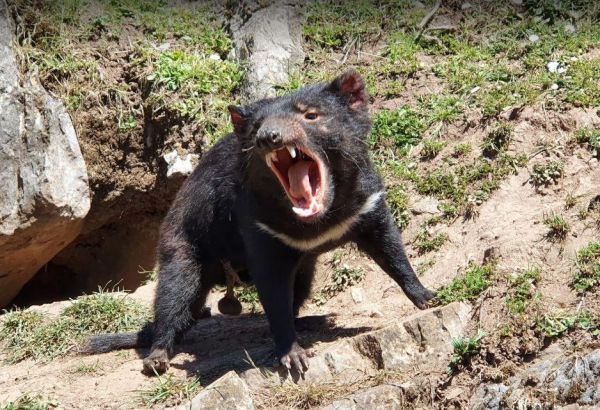 Wing's Wildlife Park