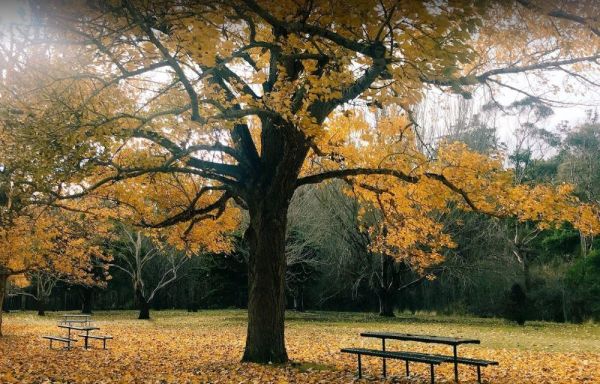 St Peters Pass Rest Area